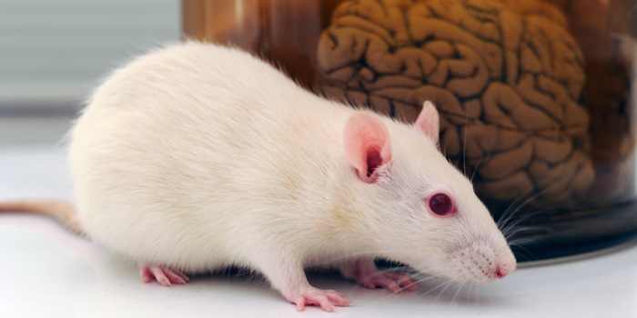 Mice and Men: How Age Impacts Memory